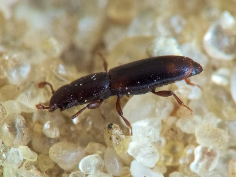 Rhizophagus bipustulatus (Fabricius, 1792)